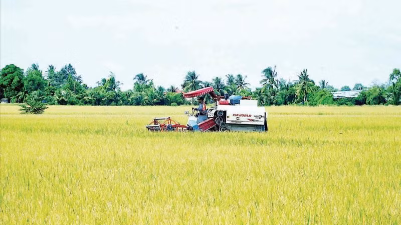 Liên kết sản xuất từ đầu vào đến khi thu hoạch là giải pháp căn cơ giúp nhà nông vùng ngọt Cà Mau giảm thiểu rủi ro, bảo vệ thành quả sản xuất.