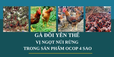 Gà đồi Yên Thế: Vị ngọt núi rừng trong sản phẩm OCOP 4 sao