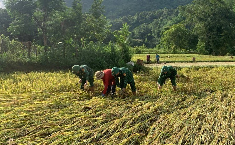 Giúp dân thu hoạch lúa bị ngã đổ. nm.jpg