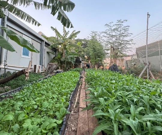 Vườn rau xanh của “Bộ đội cụ Hồ” ở Nam Sudan