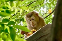 Cá thể khỉ đuôi lợn sổng chuồng tại phường Bình Tân, Thành phố Hồ Chí Minh.