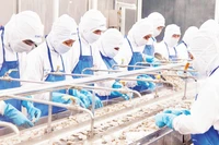 Chế biến tôm đông lạnh xuất khẩu tại Công ty Phát triển kinh tế Duyên Hải (COFIDEC), Thành phố Hồ Chí Minh. (Ảnh CTV)