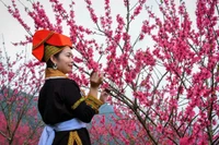 Lễ hội tôn vinh giá trị cây đào xứ Lạng - biểu tượng của mùa xuân, sức sống và nét đẹp văn hóa truyền thống miền biên viễn. (Ảnh: BTC)