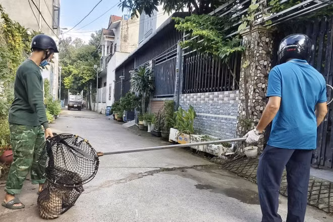 Bắt chó thả rông tại phường Đông Hòa, Thành phố Hồ Chí Minh. (Ảnh: LÊ ĐÌNH THÌN)