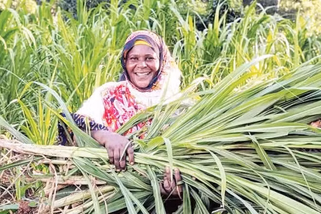 Nông dân thu hoạch vụ mùa ở Tanzania. (Ảnh: TÂN HOA XÃ)