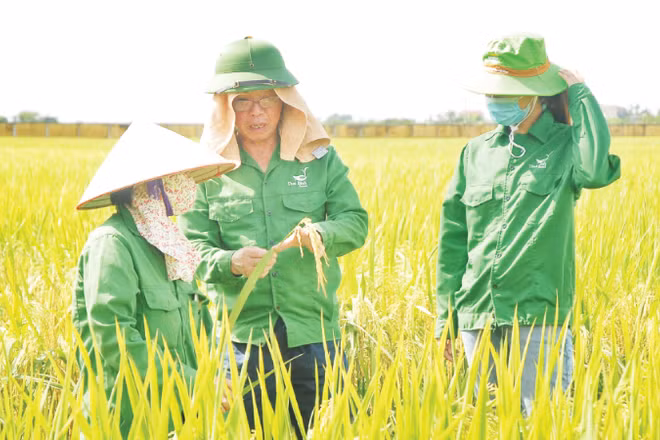 Anh hùng Lao động Trần Mạnh Báo, Chủ tịch Hội đồng quản trị Tập đoàn ThaiBinh Seed (đứng giữa) thăm giống lúa mới do ông nghiên cứu, phát triển. (Ảnh: HOÀNG LINH)