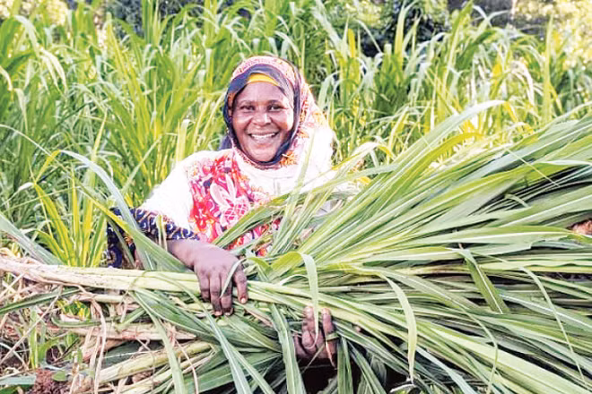 Nông dân thu hoạch vụ mùa ở Tanzania. (Ảnh: TÂN HOA XÃ)