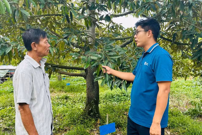 Vườn sầu riêng sử dụng thuốc bảo vệ thực vật an toàn, hiệu quả tại xã Hậu Mỹ, tỉnh Đồng Tháp. (Ảnh: ANH THƯ)