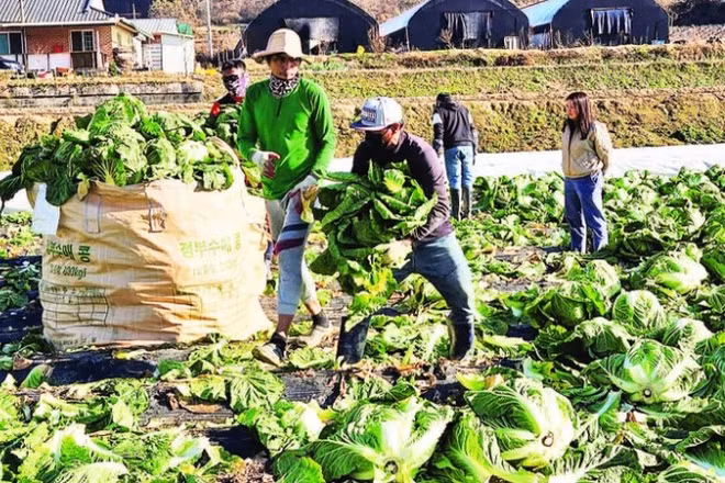 Công nhân nước ngoài làm việc tại một trang trại ở Chungcheongbuk-do, Hàn Quốc. (Ảnh Korea.net)