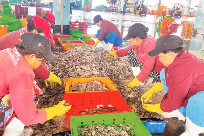 Phân loại thủy hải sản ở cảng cá Phan Thiết, tỉnh Lâm Đồng. (Ảnh THANH HẢI)