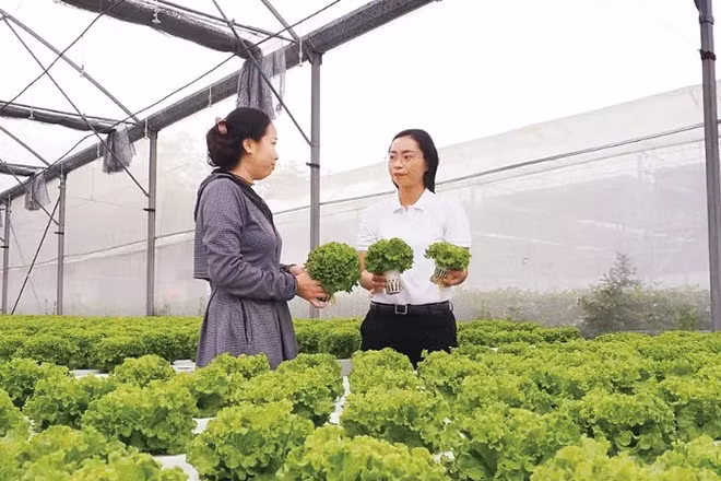 Sản xuất nông nghiệp công nghệ cao tại xã Nhuận Đức, Thành phố Hồ Chí Minh. (Ảnh: HOÀNG HÙNG)