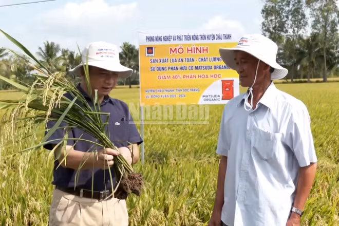 Nông dân kiểm tra quá trình sinh trưởng của cây lúa. (Ảnh: VĂN ÚT-TÙNG ANH)
