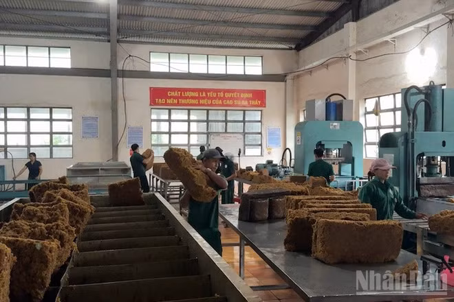 Công nghiệp cao-su Quảng Ngãi đổi mới và nâng cao chất lượng
