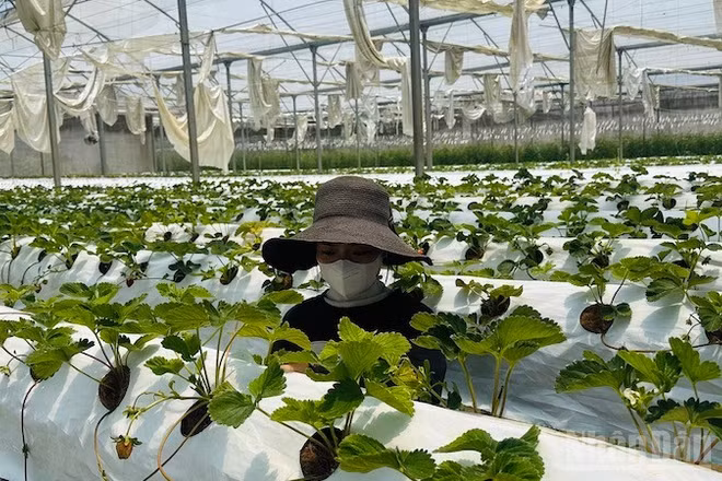 Dâu tây cùng nhiều sản phẩm nông nghiệp công nghệ cao xã Măng Đen dần khẳng định thương hiệu trên thị trường.