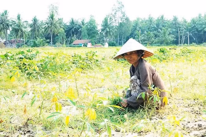 Áp lực mưu sinh khiến người dân tiếp tục gieo trồng trên mảnh đất bạc màu. (Ảnh: NAM ANH)