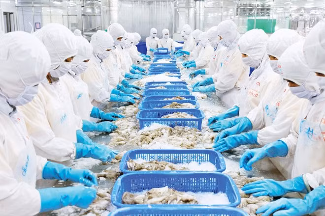 Chế biến thủy sản xuất khẩu tại Nhà máy của Công ty cổ phần chế biến thủy sản xuất, nhập khẩu Kiên Cường, tỉnh An Giang. (Ảnh PHÚ CƯỜNG)