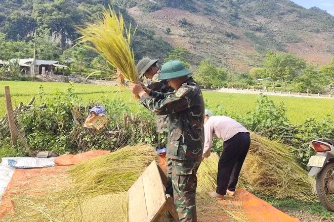 Chiến sĩ Trung đoàn 82 giúp các gia đình ở bản Nậm Mu, xã Pú Nhung đập lúa ngay tại ruộng. 