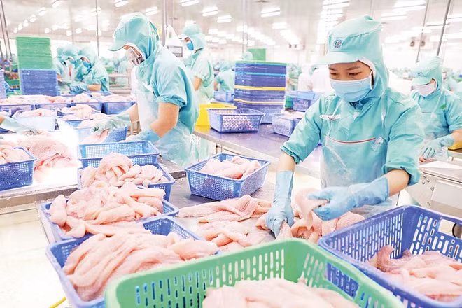 Chế biến cá tra phi lê xuất khẩu tại tỉnh Đồng Tháp. (Ảnh: VŨ SINH)