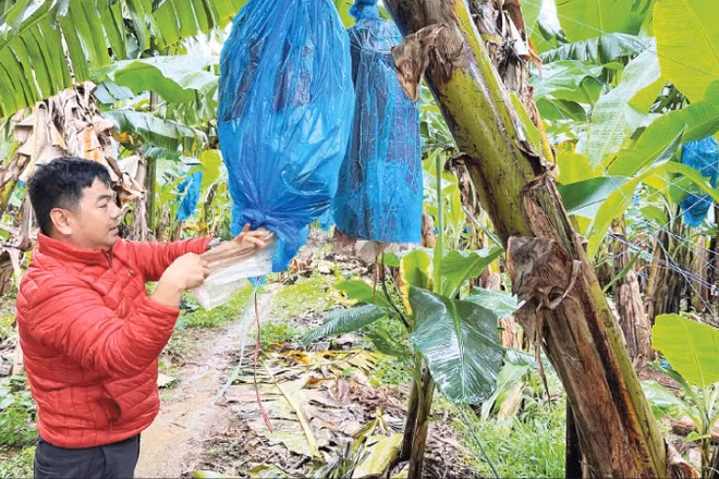 Chăm sóc vườn chuối tại vùng trồng của Công ty cổ phần nông nghiệp An Thịnh Khang Farm. (Ảnh MINH ANH)