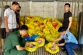 Các lực lượng chống buôn lậu gồm: Quản lý thị trường, Bộ đội biên phòng phát hiện, bắt giữ xe chở thực phẩm "bẩn" trên địa bàn huyện Lộc Bình (Lạng Sơn).