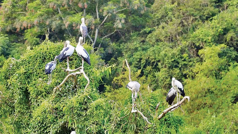 Hơn 40 loài chim quần tụ, sinh sống tại Khu du lịch sinh thái Thung Nham, Ninh Bình.