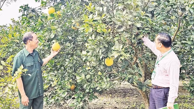 Từ nguồn vốn vay của Ngân hàng Chính sách xã hội, nông dân tỉnh Quảng Trị có điều kiện để đầu tư xây dựng trang trại.