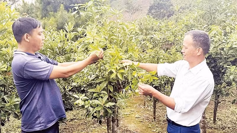 Cây hồi trở thành cây trồng chủ lực để xóa nghèo tại xã Đường Hồng.