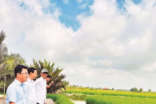 Mô hình sản xuất lúa ST25 kết hợp nuôi tôm, hiệu quả rất cao của nhiều hộ nông dân xã Ninh Thạnh Lợi (Cà Mau).
