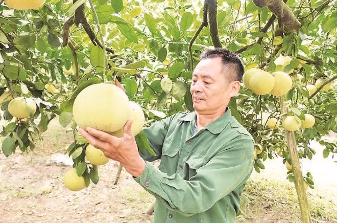 Ông Đỗ Khắc Thỏa có công lớn trong xây dựng thương hiệu bưởi Soi Hà.