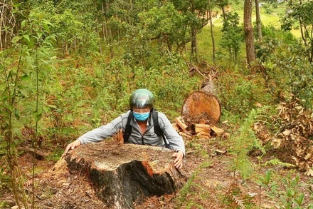 Hiện trường hàng chục cây thông cổ thụ bị cưa hạ ở Lâm Đồng.