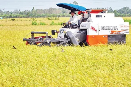 Thu hoạch lúa ST25, giống lúa cho gạo ngon nhất thế giới, theo mô hình canh tác xanh tại tỉnh Sóc Trăng. (Ảnh Nguyễn Phong)