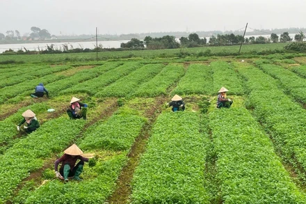 Từ ngày 1/7, chính quyền cấp xã sẽ có thẩm quyền giao, cho thuê đất đối với cá nhân, cộng đồng dân cư; cấp giấy chứng nhận quyền sử dụng đất lần đầu.