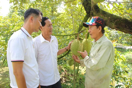 Ông Lê Văn Sáu (bên phải) chia sẻ kinh nghiệm, kỹ thuật trồng sầu riêng.