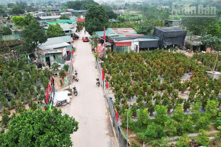 Hà Nội: Đào, quất tại nhà vườn vào vụ Tết vẫn giữ mức giá ổn định