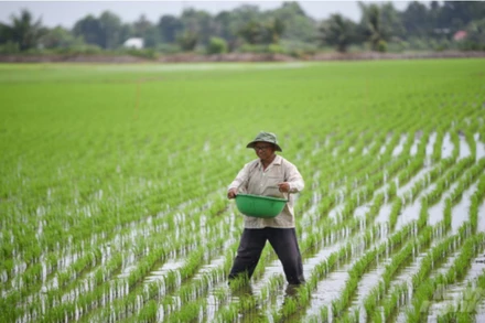 Nghị định số 292/2025/NĐ-CP ngày 6/11/2025 của Chính phủ quy định về việc kéo dài thời hạn miễn thuế sử dụng đất nông nghiệp. (Ảnh: TÙNG ĐINH)