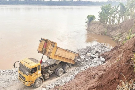 Gia cố bờ sông Thao qua xã Tam Nông, tỉnh Phú Thọ bị sạt lở nghiêm trọng. (Ảnh: NGỌC LONG)