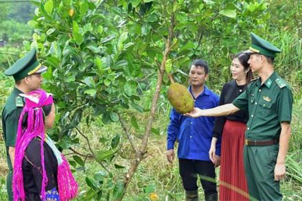 Cán bộ Đồn Biên phòng Bắc Sơn triển khai mô hình “Vườn kiểu mẫu” giúp dân phát triển kinh tế-xã hội. (Ảnh: Bộ đội Biên phòng tỉnh Quảng Ninh)