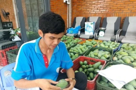 Hội viên Hợp tác xã GAP Cù Lao Giêng dán tem truy xuất nguồn gốc xoài xuất khẩu. (Ảnh: Nhân Dân)