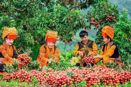 Thu hoạch vải tại Bắc Giang. (Ảnh: nhandan.vn)