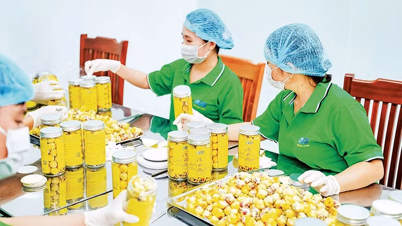 Đóng gói sản phẩm trà hoa vàng tại Hợp tác xã dược liệu công nghệ cao Trường Sơn.