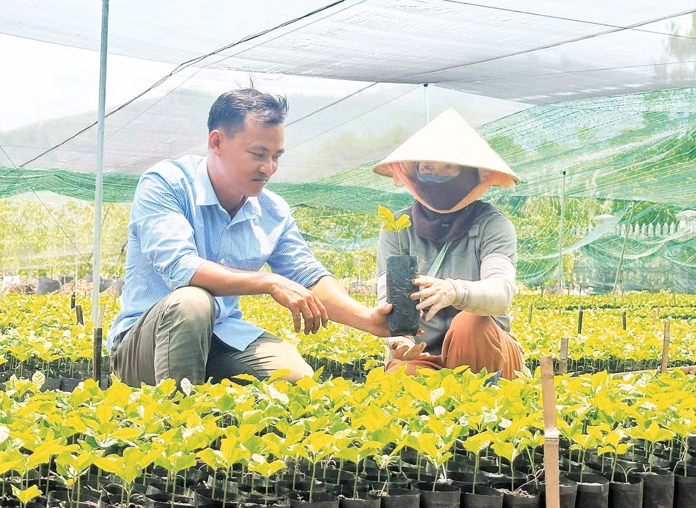 Cán bộ hướng dẫn người dân trồng cây theo quy trình kỹ thuật mới.