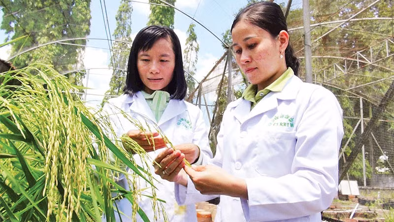 Viện Lúa Đồng bằng sông Cửu Long đang chuẩn bị triển khai nhiều kế hoạch nghiên cứu chuyên biệt phục vụ Đề án 1 triệu héc- ta lúa chất lượng cao.