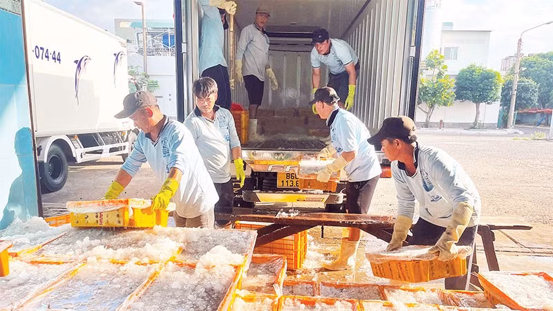 Thủy sản sạch được chở đến công ty để chế biến.