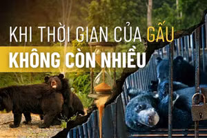 Khi thời gian của gấu không còn nhiều