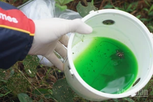 Những mẫu côn trùng hại gỗ được các nhà khoa học thu thập qua bẫy để phục vụ nghiên cứu bảo vệ rừng. (Ảnh: TRUNG HƯNG)