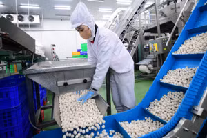 Người lao động tại Công ty LC Foods. (Ảnh nhandan.vn)