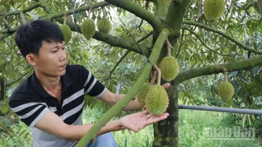 Nông dân An Giang kiểm tra vườn trồng sầu riêng.