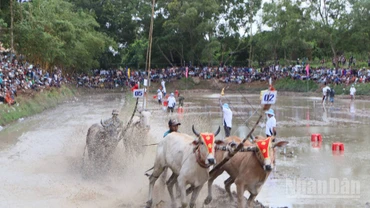 Hai cặp bò tranh tài quyết liệt.