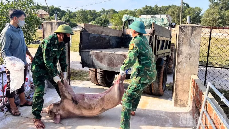 Lực lượng chức năng xã Mỹ Thủy tổ chức vận chuyển và tiêu hủy lợn bị dịch bệnh trên địa bàn.