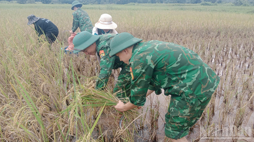 Cán bộ, chiến sĩ Đồn Biên phòng Thanh giúp dân gặt lúa tránh ngập úng.